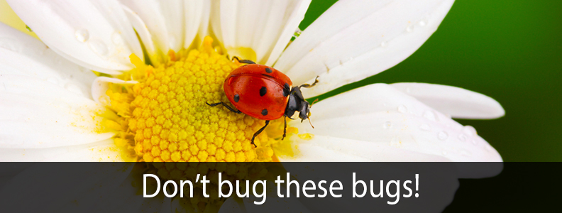 DON'T BUG THESE BUGS